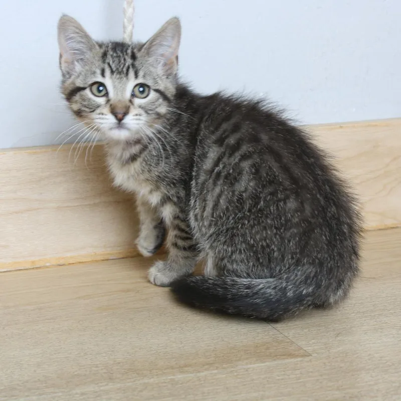 A baby small-sized female Gray / Blue / Silver Domestic Short Hair cat named Harris C for adoption in Minnetonka, MN