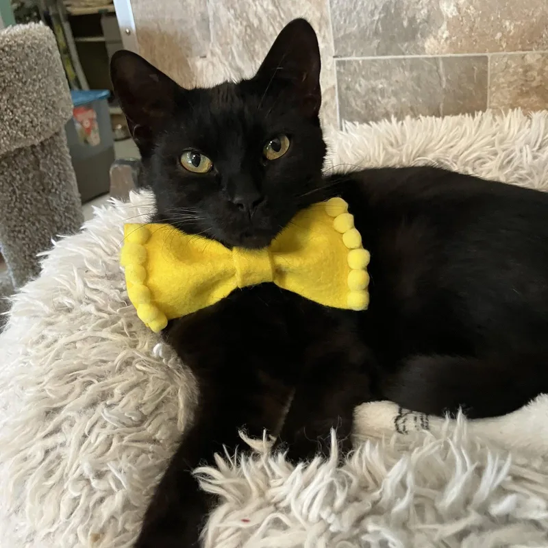 A young medium-sized female Black Domestic Short Hair cat named Sable for adoption in Dublin, OH