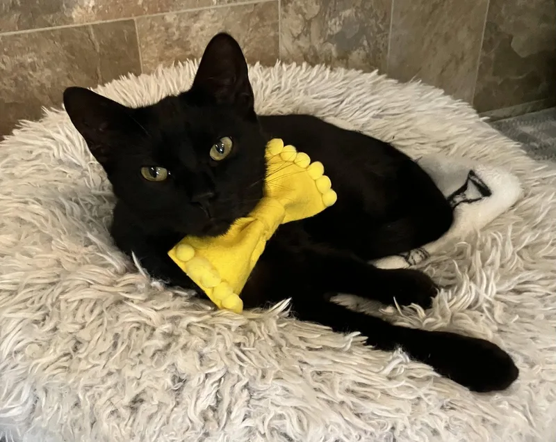 Sable thumbnail 2