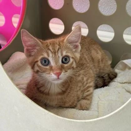 A baby small-sized male Domestic Short Hair cat named Regalo for adoption in Honolulu, HI