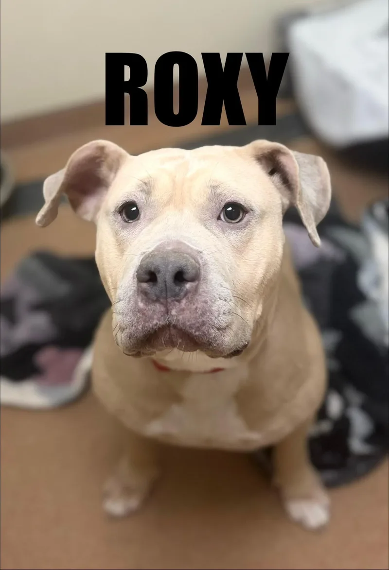 A young medium-sized female Yellow / Tan / Blond / Fawn Pit Bull Terrier dog named Roxy for adoption in Norwalk, CT