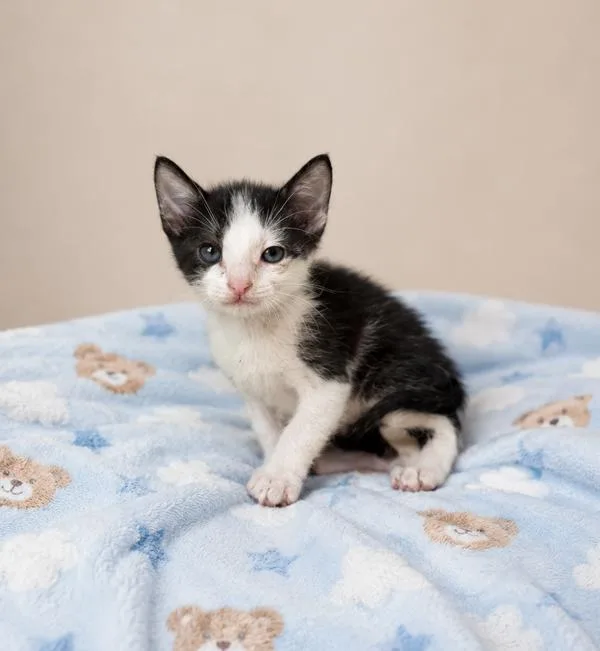 A baby small-sized male Domestic Short Hair cat named Tuxie for adoption in Lafayette, LA