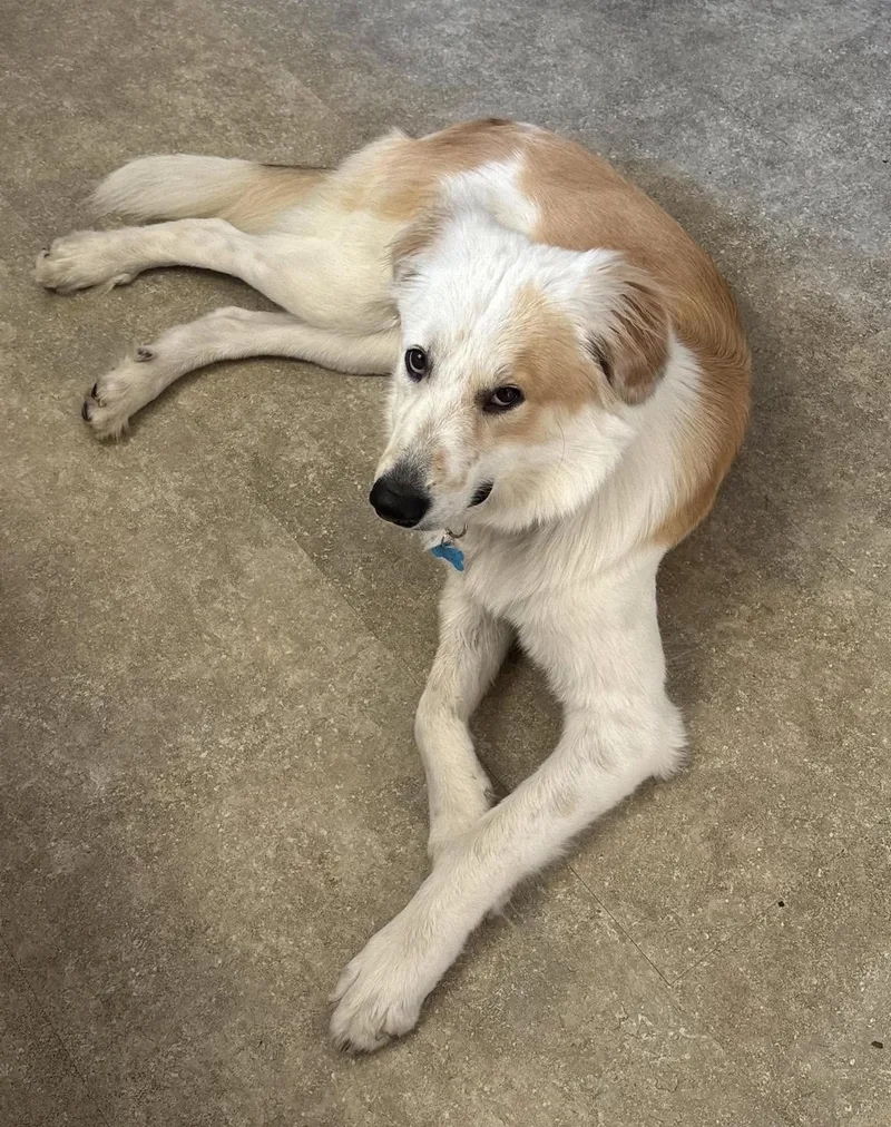 A baby large-sized female Golden Retriever dog named Angel for adoption in Huntingtown, MD