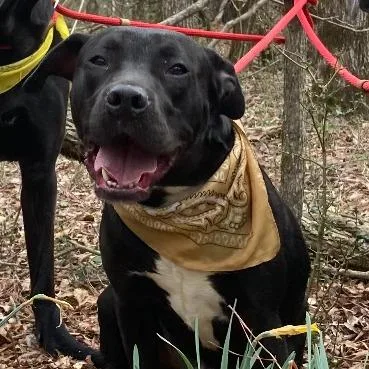 An adult large-sized male Black Mixed Breed dog named Goose for adoption in Columbus, GA