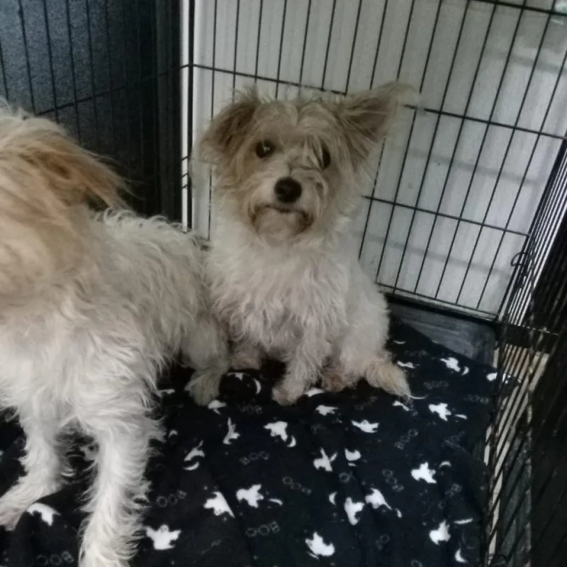 An adult small-sized male White / Cream Mixed Breed dog named Donut for adoption in Lake Jackson, TX