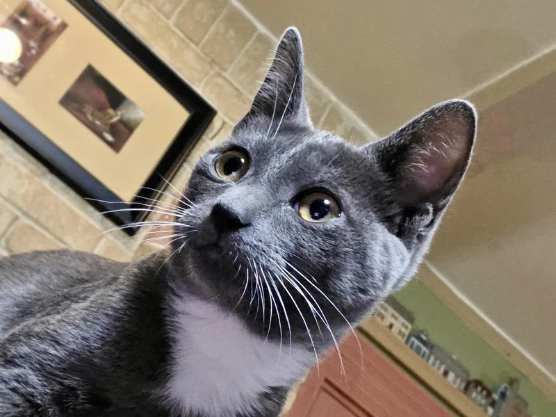 A young medium-sized female Gray & White Tuxedo cat named Cassie for adoption in Cypress, TX