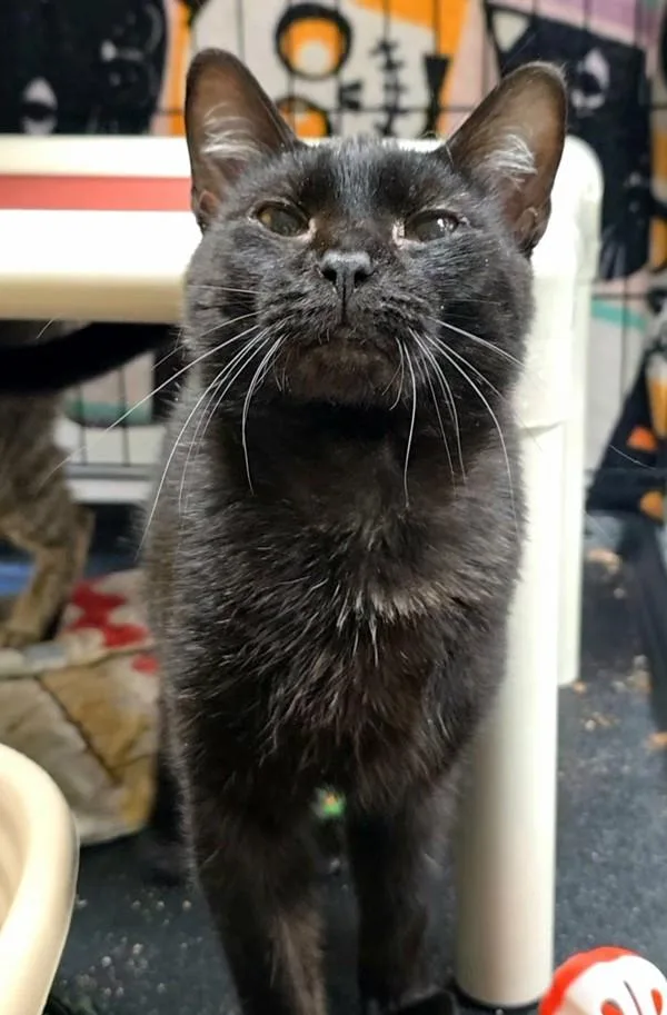 A young medium-sized male Domestic Short Hair cat named Barefoot for adoption in Vancouver, WA