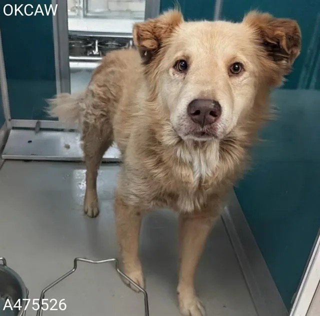 An adult medium-sized male Australian Shepherd dog named Keeno for adoption in Oklahoma City, OK