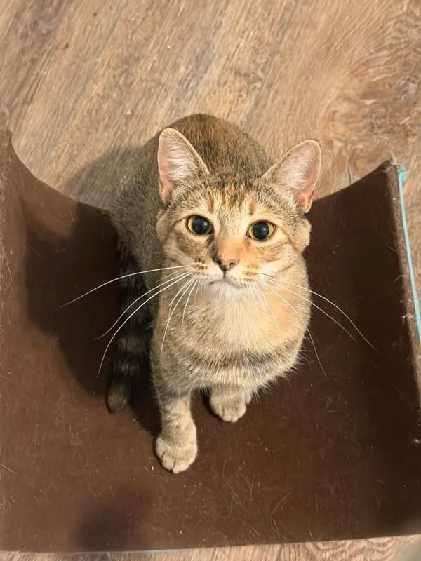 An adult medium-sized female Domestic Short Hair cat named Claire Bear for adoption in Bonsall, CA