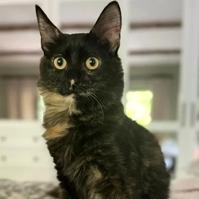 Teagan