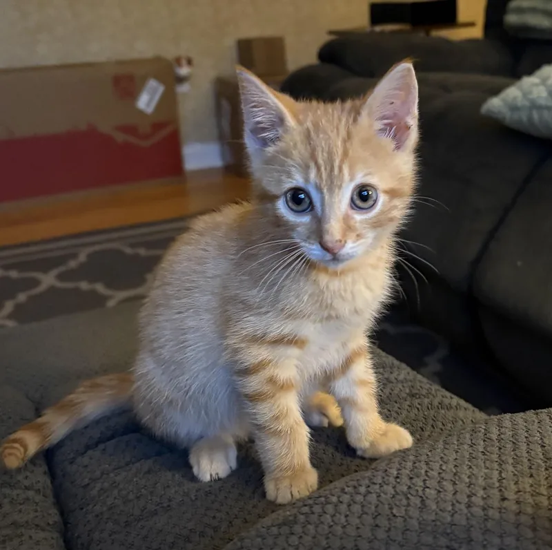 A baby small-sized male Domestic Short Hair cat named Percy for adoption in Bridgeport, CT