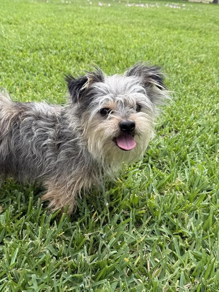 An adult small-sized male Gray / Blue / Silver Terrier dog named Ducky for adoption in San Leon, TX