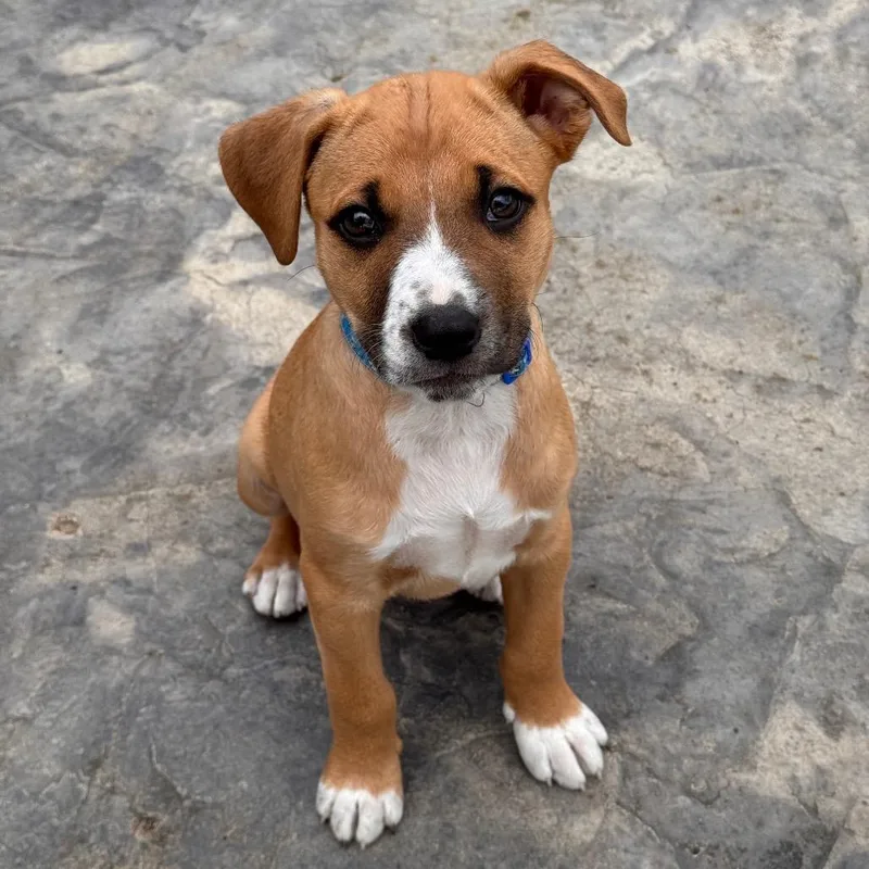 A baby small-sized male Golden Chihuahua dog named Gravy for adoption in Columbus, OH