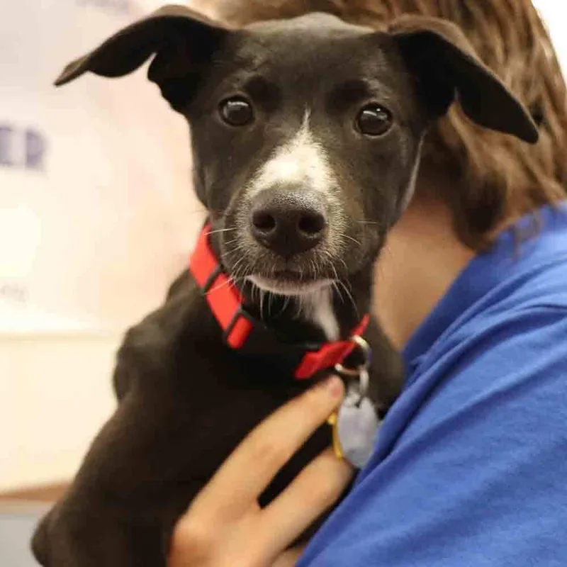 A baby small-sized female Mixed Breed dog named Lucy for adoption in Port Washington, NY