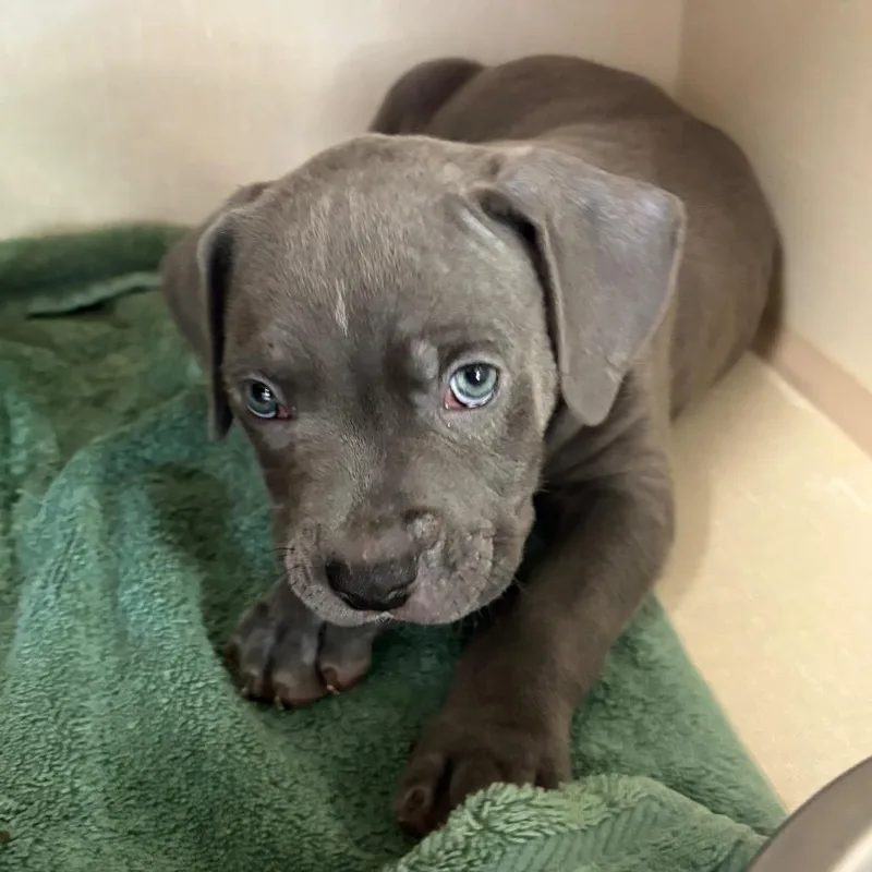 A baby medium-sized male Gray / Blue / Silver Pit Bull Terrier dog named Shades for adoption in Northbrook, IL