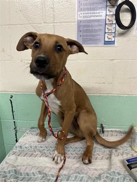 A baby small-sized male Pit Bull Terrier dog named A for adoption in Sacramento, CA
