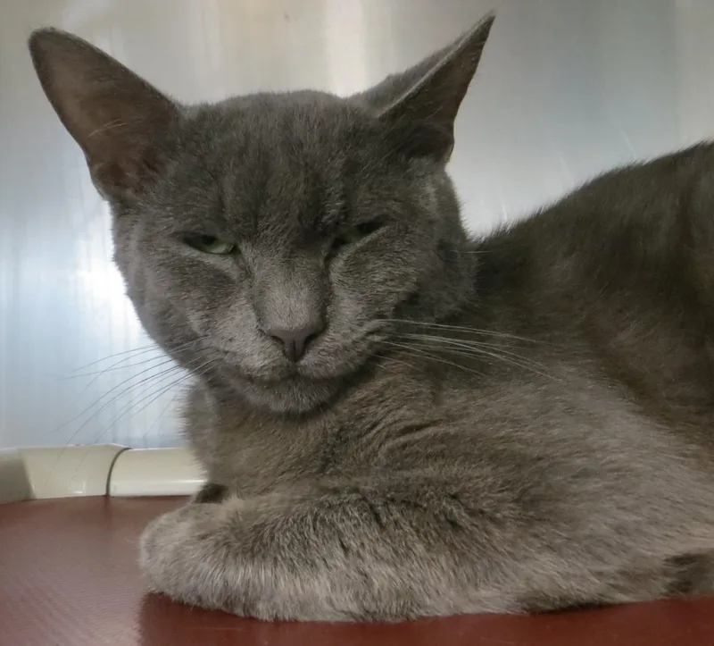 An adult medium-sized male Gray / Blue / Silver Russian Blue cat named Charlie for adoption in Brockton, MA