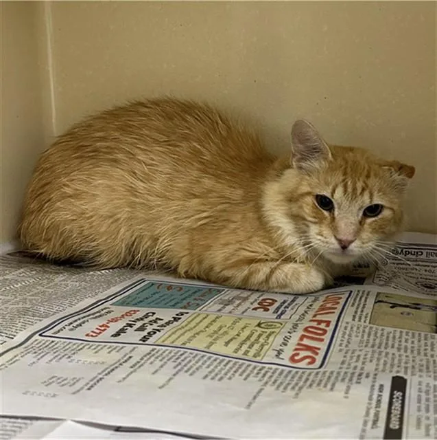 A young small-sized male Domestic Long Hair cat named Megatron for adoption in Lincolnton, NC