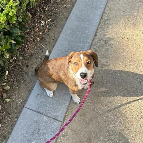 A baby medium-sized female Brown / Chocolate Australian Shepherd dog named Cher for adoption in Hawthorne, CA