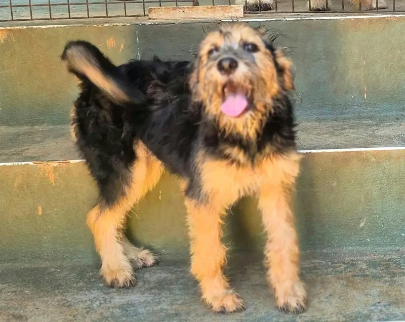A baby small-sized female Yellow / Tan / Blond / Fawn Border Terrier dog named Leah Lively for adoption in Andover, MA