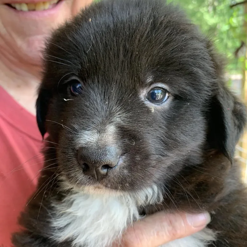 A baby large-sized male Black Great Pyrenees dog named Austin for adoption in Wadena, MN