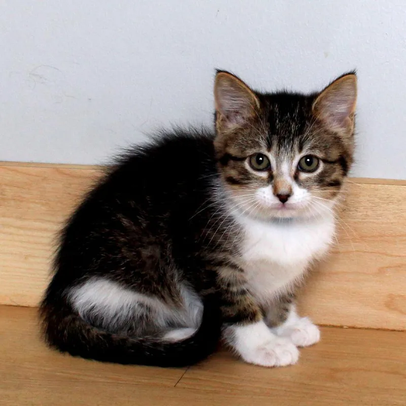 A baby small-sized male Brown / Chocolate Domestic Short Hair cat named Flexatone C for adoption in Minnetonka, MN
