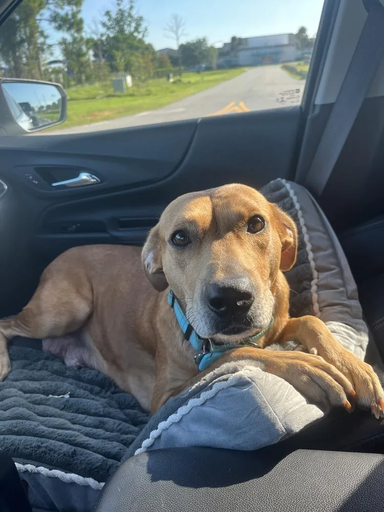 An adult medium-sized female Brown / Chocolate Hound dog named Gavi for adoption in Lakeland, FL