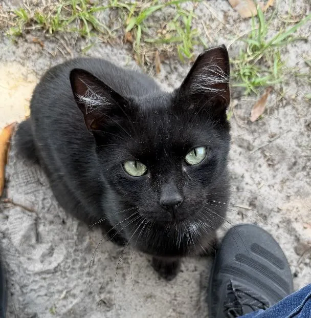 A young small-sized male Domestic Short Hair cat named Mink Mink for adoption in Jacksonville, FL