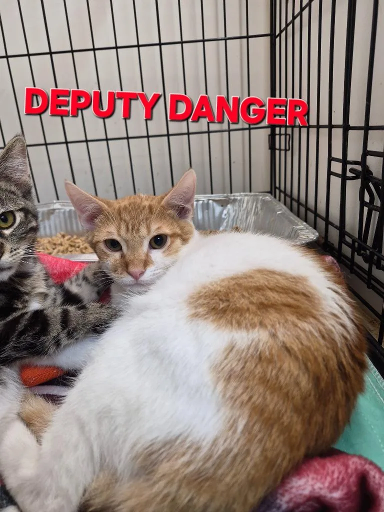 Deputy Danger