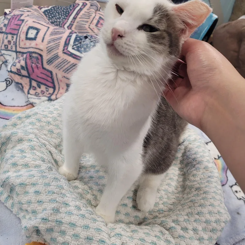 An adult medium-sized female Gray & White Domestic Short Hair cat named April for adoption in Norfolk, VA