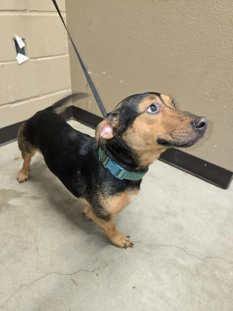 A young medium-sized male Mixed Breed dog named Cruz for adoption in Huntsville, TX