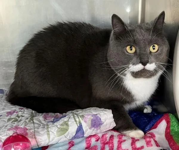 An adult medium-sized female Domestic Short Hair cat named Lucy for adoption in Staten Island, NY