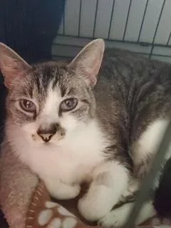 A senior large-sized male Tabby (Gray / Blue / Silver) Tabby cat named Butters for adoption in Phoenix, AZ
