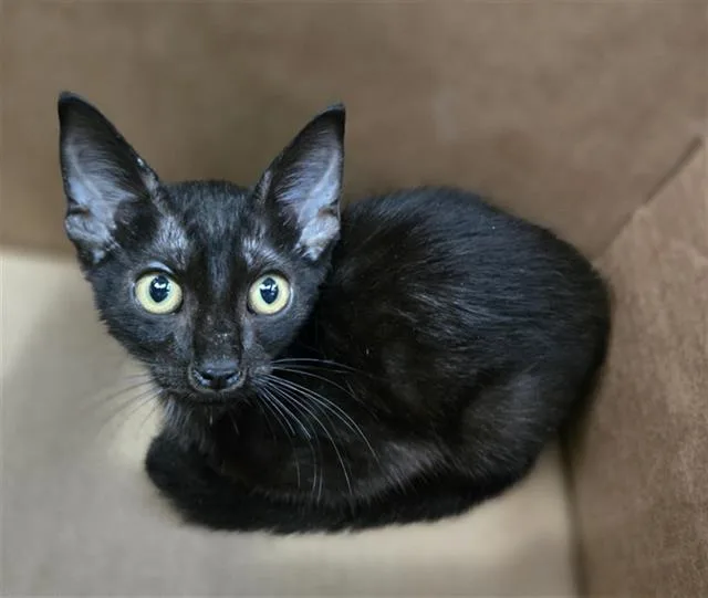 A baby medium-sized male Domestic Short Hair cat named Viktor for adoption in Dallas, TX