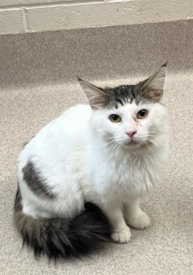 A young medium-sized male Domestic Short Hair cat named Earl for adoption in Madison, GA