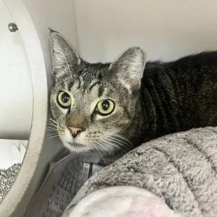 An adult medium-sized male Tabby (Brown / Chocolate) Domestic Short Hair cat named Chuck for adoption in Phoenixville, PA