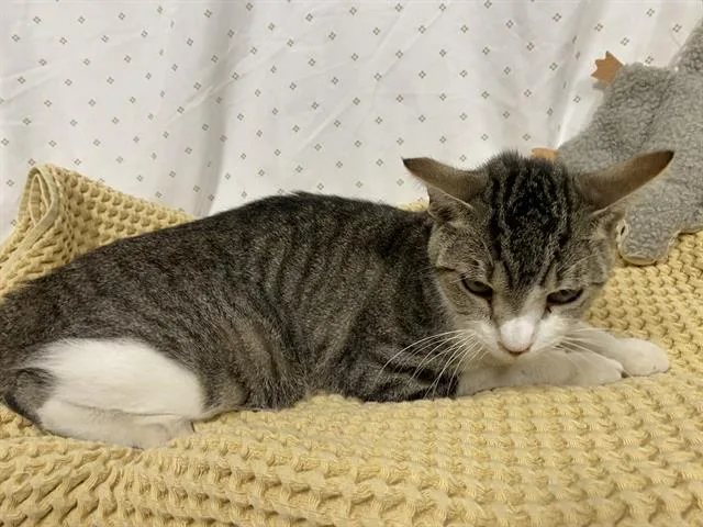 An adult medium-sized male Domestic Short Hair cat named A for adoption in Modesto, CA