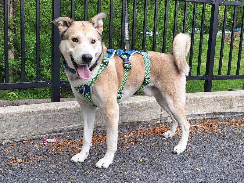 An adult large-sized male Siberian Husky dog named Onion Ring for adoption in Silver Spring, MD