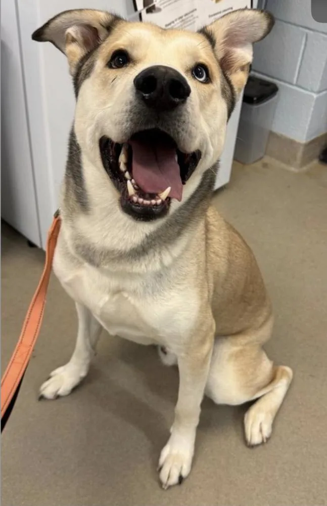 Onion Ring thumbnail 2