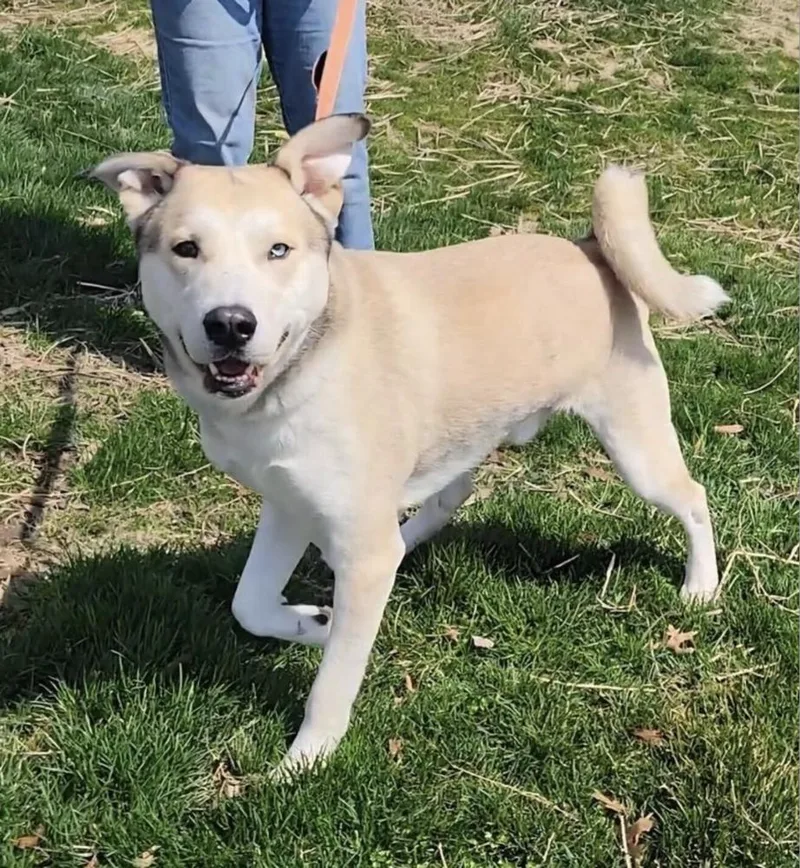 Onion Ring thumbnail 3