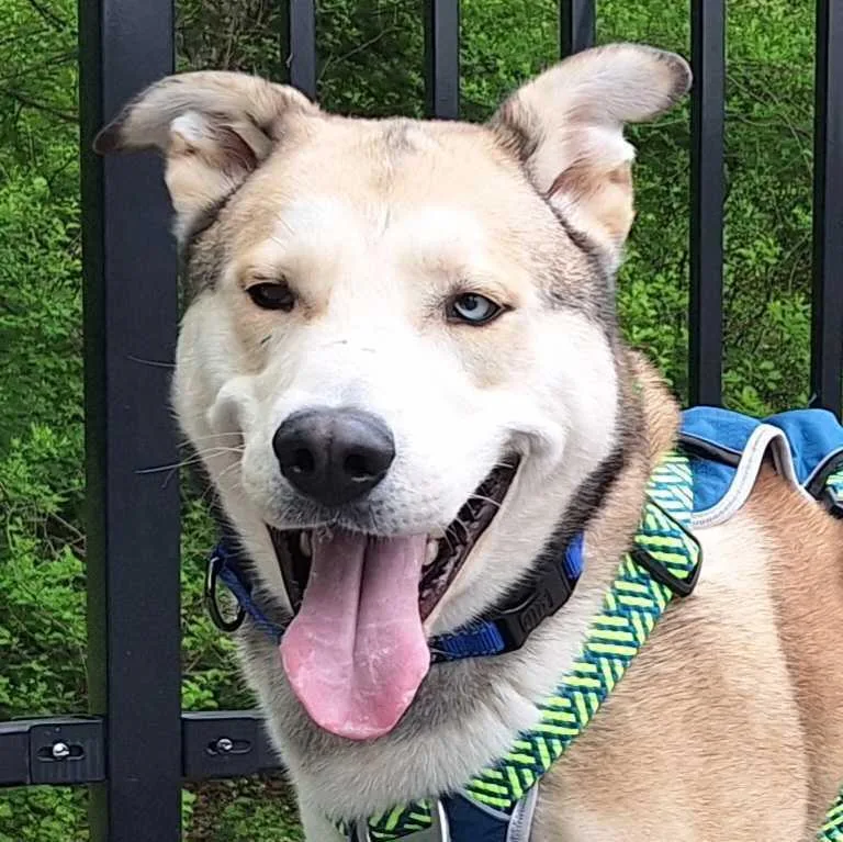 Onion Ring thumbnail 4