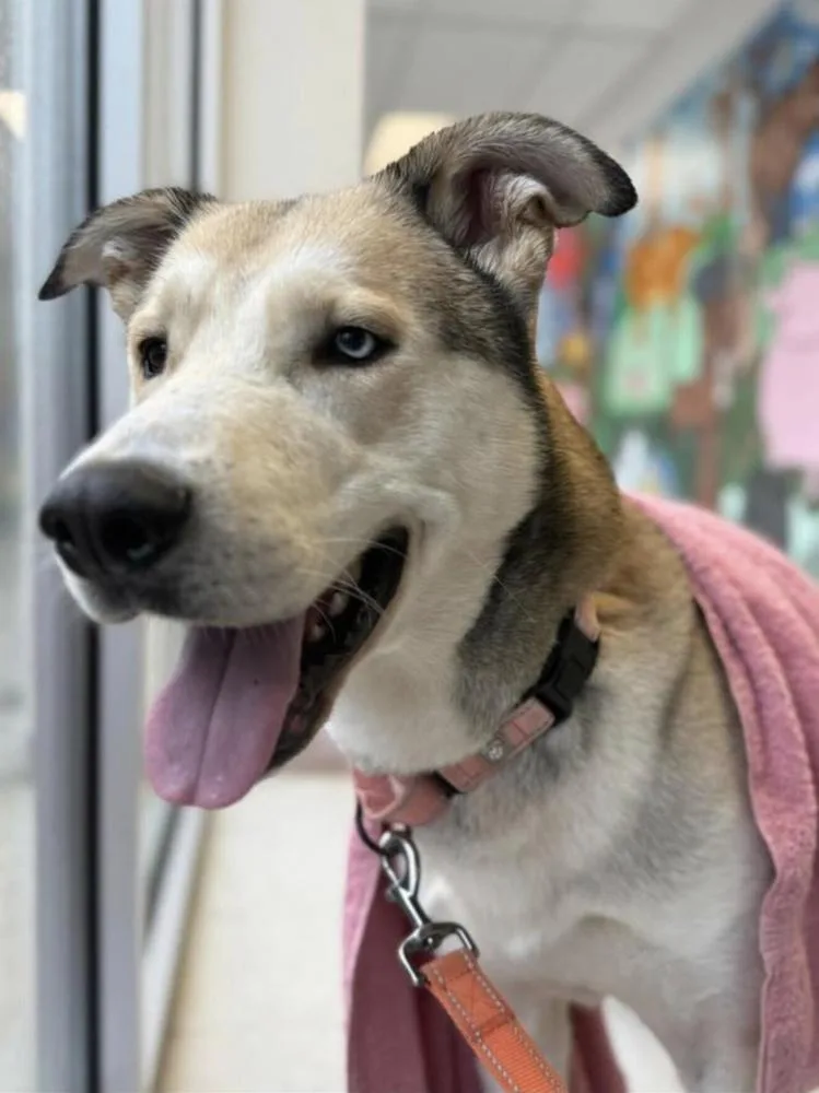 Onion Ring thumbnail 5