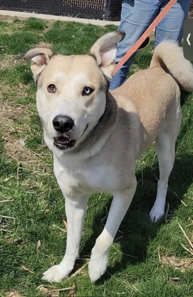 Onion Ring thumbnail 6