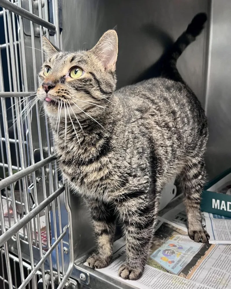 An adult medium-sized male Domestic Short Hair cat named Mitochondria for adoption in Cincinnati, OH