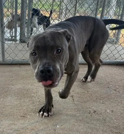 An adult large-sized male Pit Bull Terrier dog named Edgar Allen for adoption in West Memphis, AR