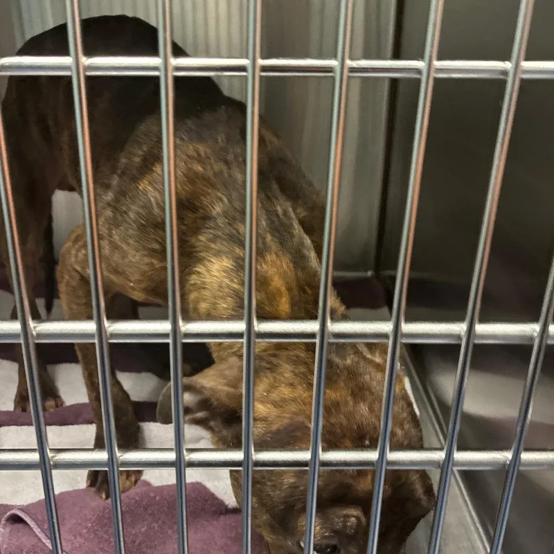 A young small-sized male Brindle Pit Bull Terrier dog named Davis for adoption in Greensboro, NC