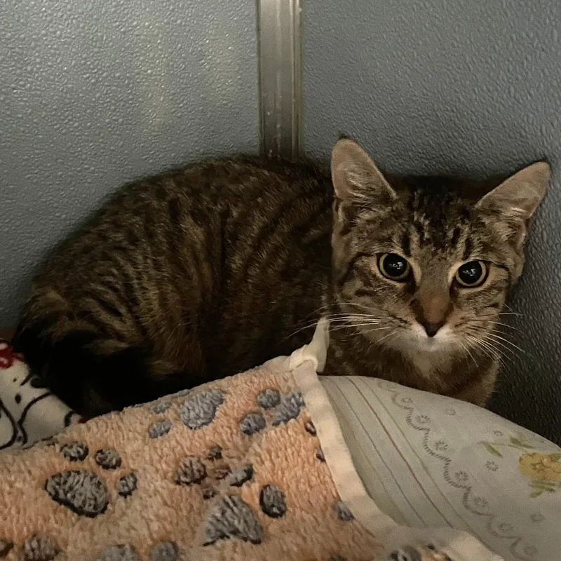 A young medium-sized female Tabby (Brown / Chocolate) Domestic Short Hair cat named Peanut for adoption in Renfrew, PA