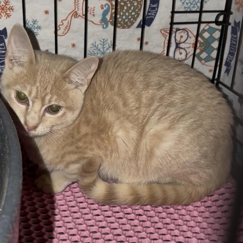 A young small-sized male Orange / Red Domestic Short Hair cat named Jacob for adoption in Simi Valley, CA