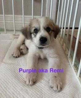 Remi thumbnail 2