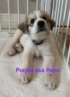 Remi thumbnail 3